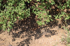 Quercus buckleyi