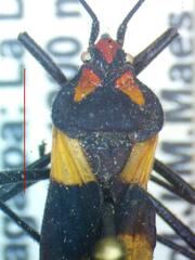 Oncopeltus varicolor