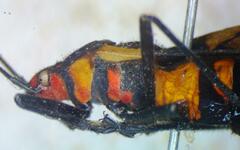 Oncopeltus varicolor