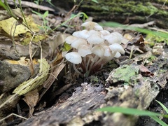 Mycena galericulata