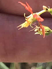 Galphimia angustifolia