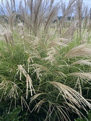 Miscanthus