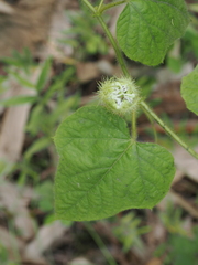 Passiflora vesicaria