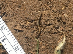Brachyiulus