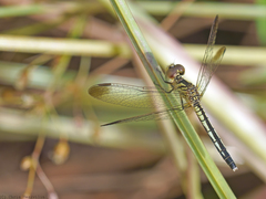 Diplacodes nebulosa