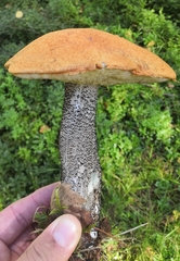 Leccinum versipelle