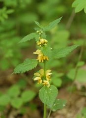Lamium galeobdolon