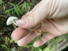 Mycena galericulata
