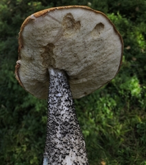 Leccinum versipelle
