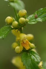 Lamium galeobdolon