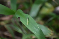Oxyini