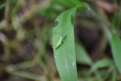 Oxyini