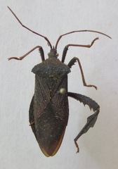 Acanthocephala