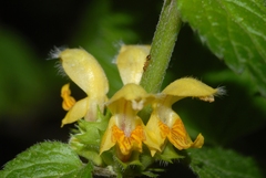 Lamium galeobdolon