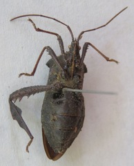 Acanthocephala