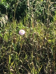Convolvulus arvensis
