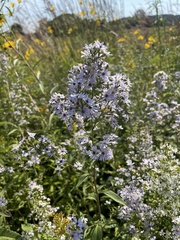 Symphyotrichum urophyllum