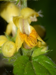 Lamium galeobdolon