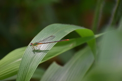 Ceriagrion cerinorubellum