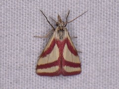 Microtheoris vibicalis
