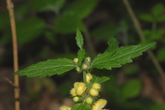 Lamium galeobdolon