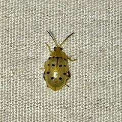 Walterianella durangoensis