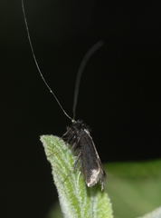 Adela reaumurella