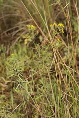 Euthamia caroliniana
