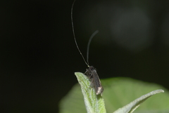 Adela reaumurella