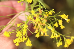 Euthamia caroliniana