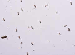Chararica hystriculella