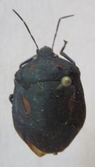 Scutelleridae