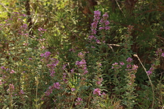 Lespedeza violacea
