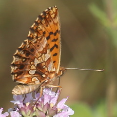 Boloria dia