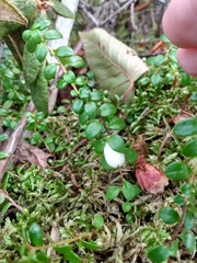 Gaultheria hispidula
