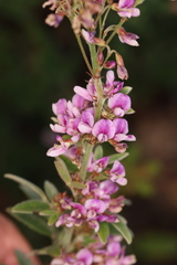 Lespedeza violacea