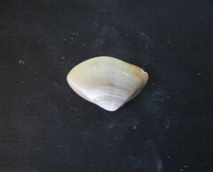 Iphigenia brasiliensis