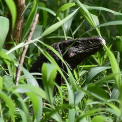 Varanus bengalensis
