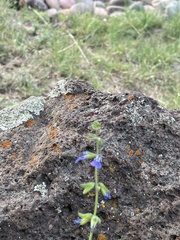 Salvia subincisa