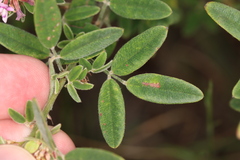 Lespedeza violacea