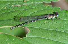 Argia sedula