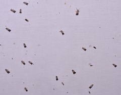 Chararica hystriculella