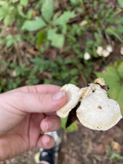 Loweomyces fractipes
