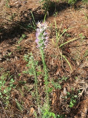 Liatris hesperelegans
