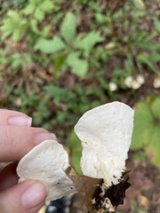Loweomyces fractipes