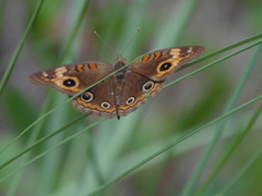 Junonia neildi varia