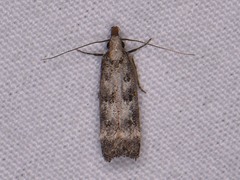 Dichomeris inversella