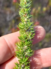 Cliffortia stricta