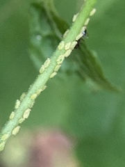 Aphis