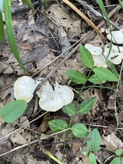 Loweomyces fractipes
